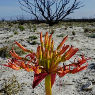 Brunsvigia orientalis